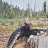 Spring Black Bear