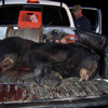 Spring Black Bear