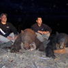 Fall Black Bear