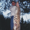 Western Bobcat