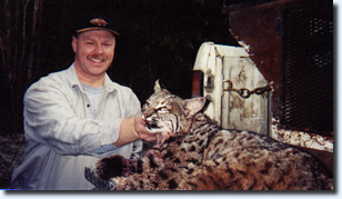 Western Bobcat